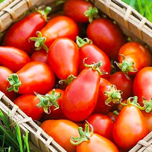 Семена Томат Florium Транс Ріо (17293)