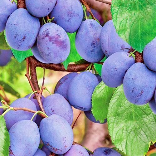 Сажанец Слива Чачакская наиболее (46278)
