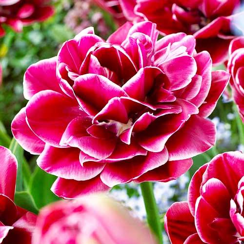 Тюльпан Florium Dreamtouch (8029)