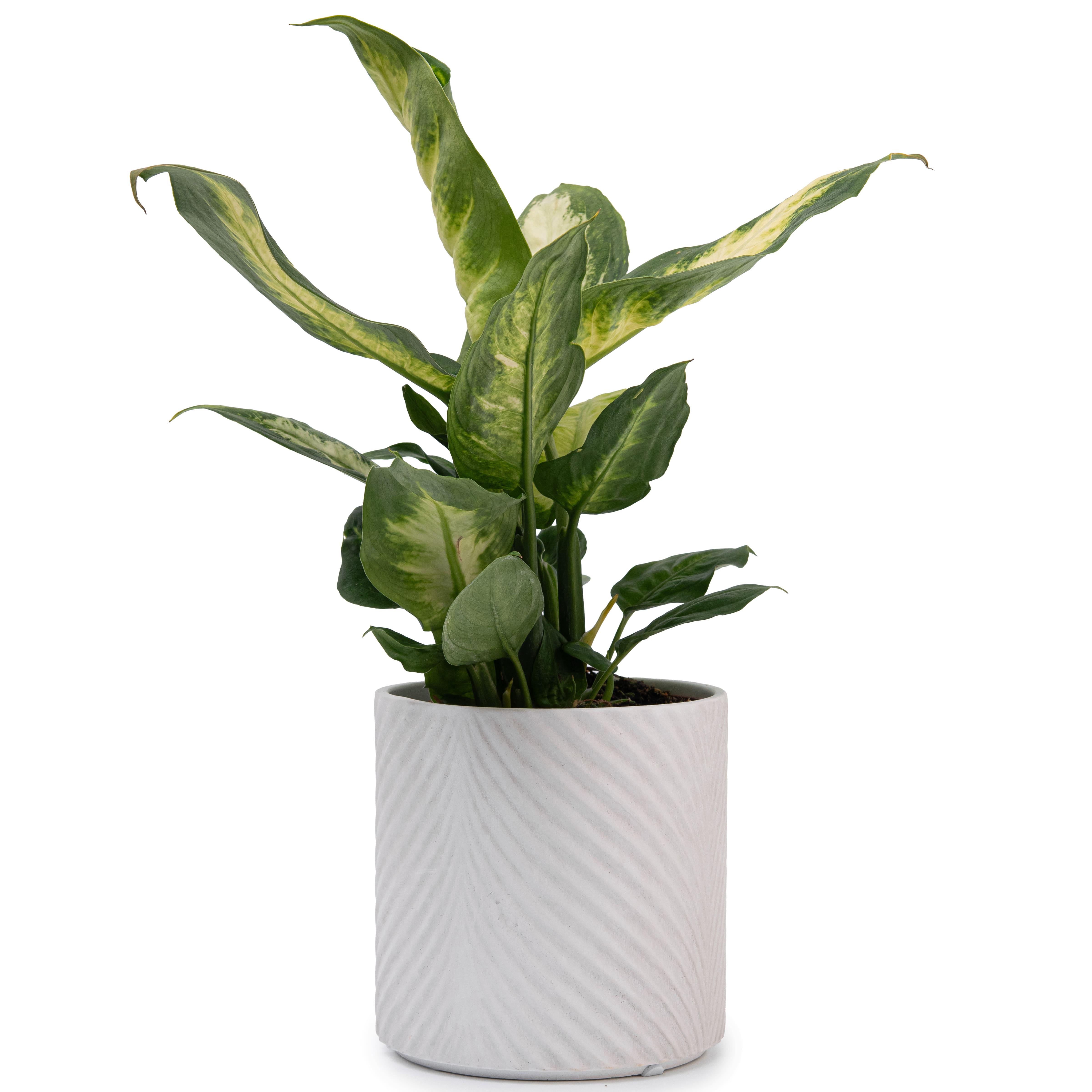 Кашпо для квітів керамічне elemi Листок круглий 1,3 л Білий (УТ-00094978) - фото 5