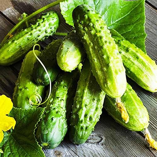 Семена Огірок Florium Водограй 5 г (18722)