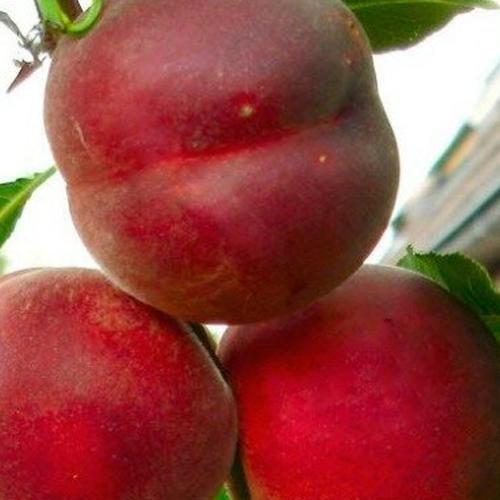 Сажанец Персик Рич Мей (39934)
