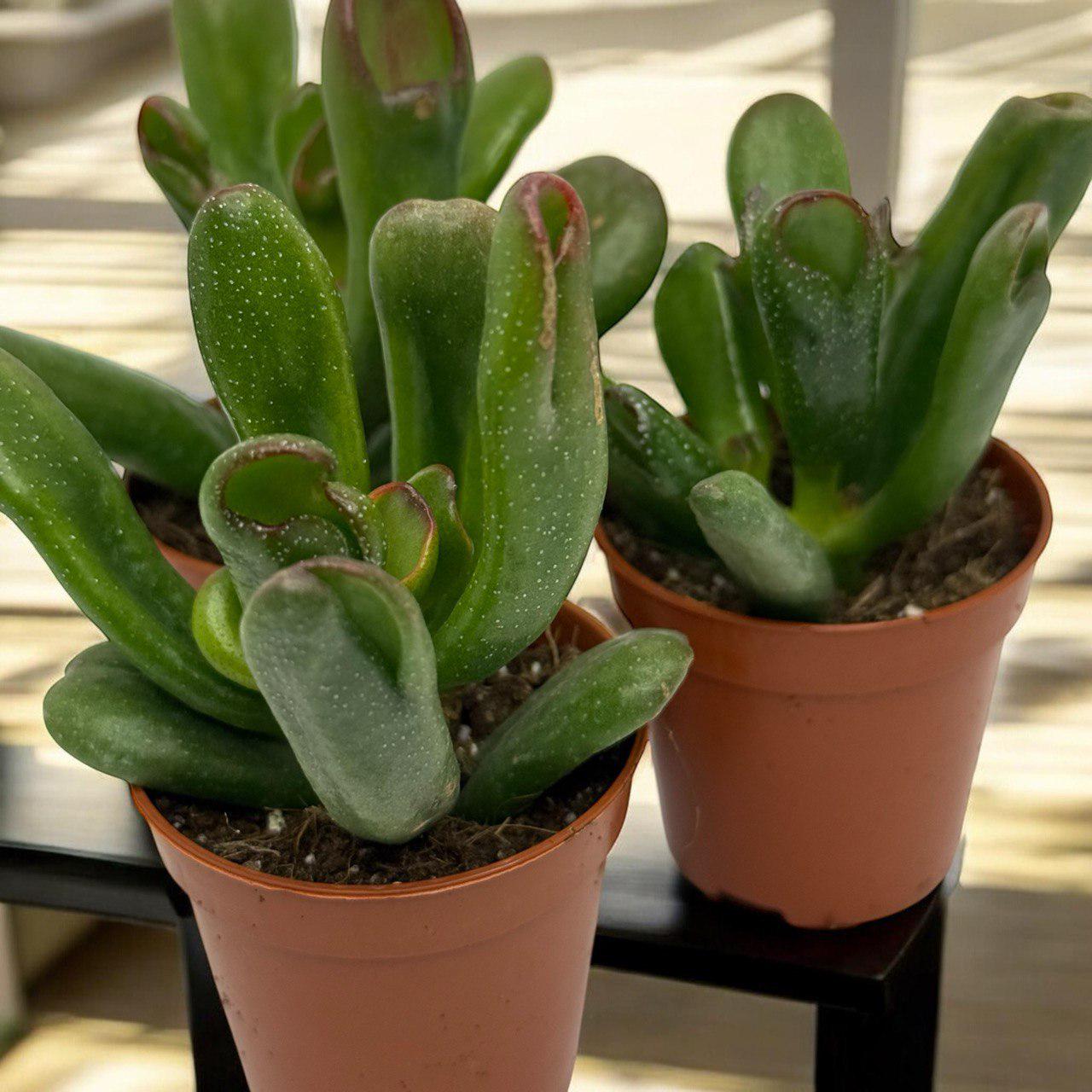Крассула Микс Crassula Mix (38299870) - фото 10
