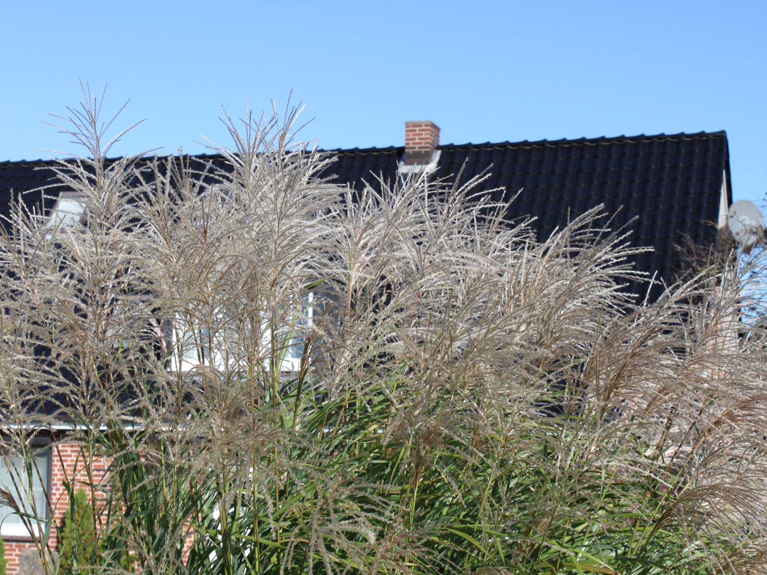 Саженец Мискантус китайский Сильберфедер Miscanthus sinensis Silberfeder 3 шт.