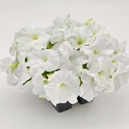 Семена цветов Benary Петуния крупноцветковая SUCCESS! HD White 100 шт. (BN10289-3)