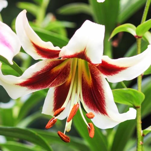 Лилия Beverly Dreams Florium - фото 2