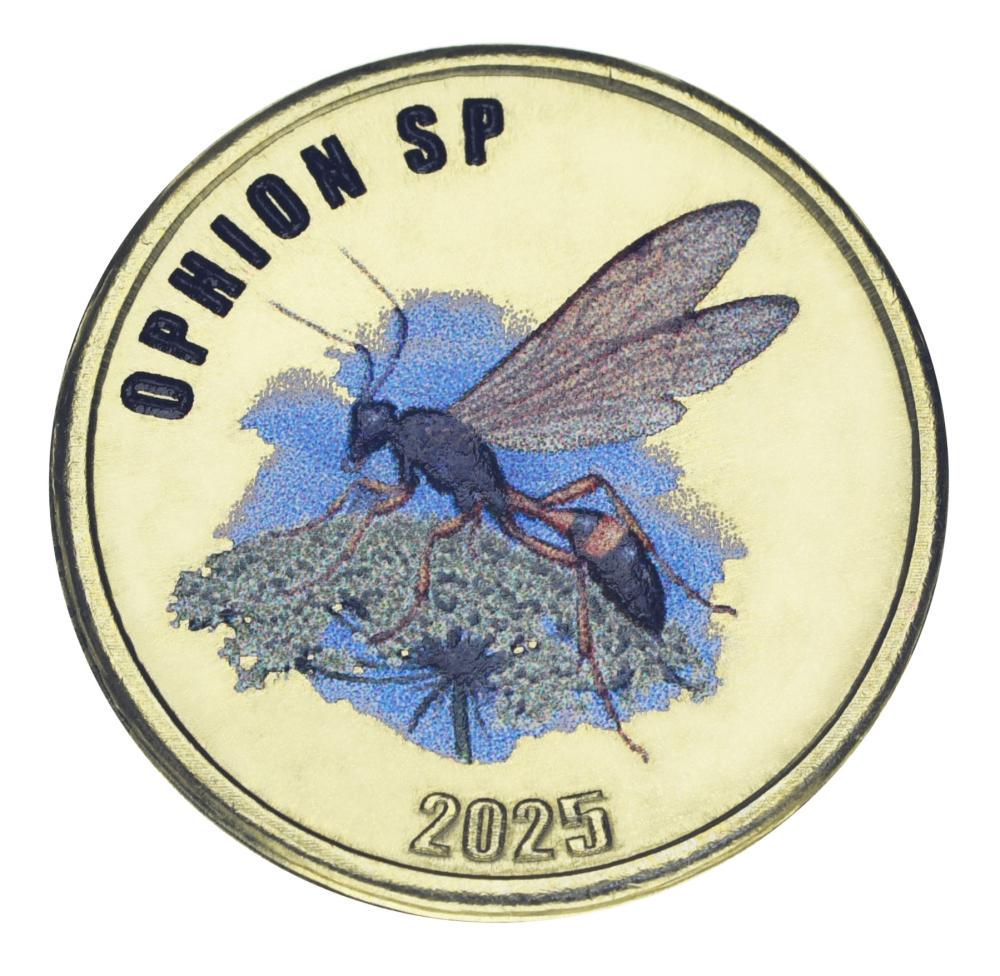 Монета коллекционная Остров Чилое 2 фунта 2025 UNC Чили Насекомое - Ophion sp