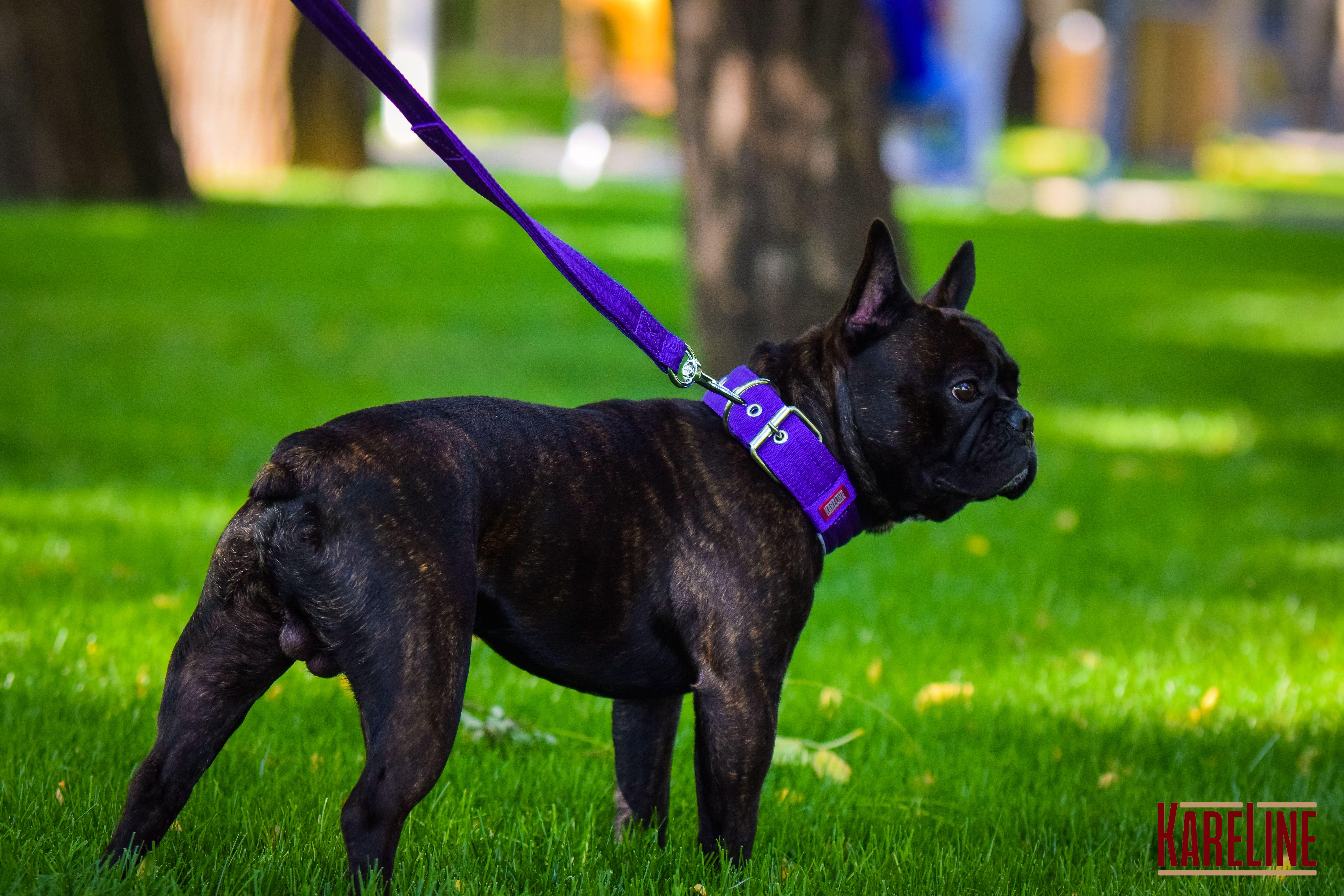 Ошейник KareLine усиленный нейлоновый со светоотражающим кантом 25 мм 380-460 мм мм Фиолетовый (0950/9) - фото 2