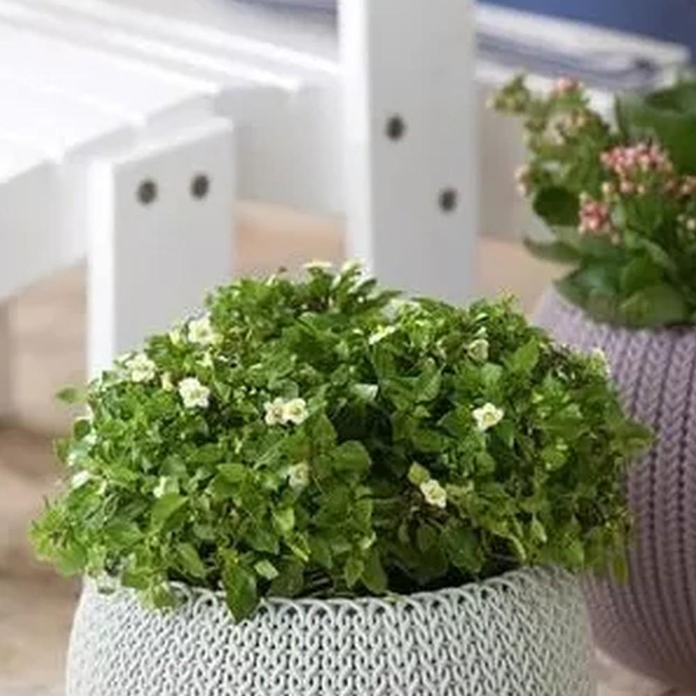 Горшок для растений Keter Cozies M (7290106929852) - фото 4 Горшок для растений Keter Cozies M (7290106929852) - фото 4