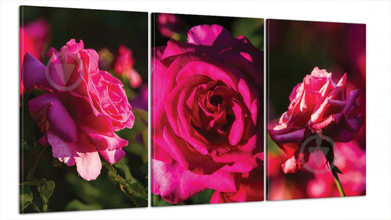 Модульна картина Poster-land Квіти Троянда Art-27_B3