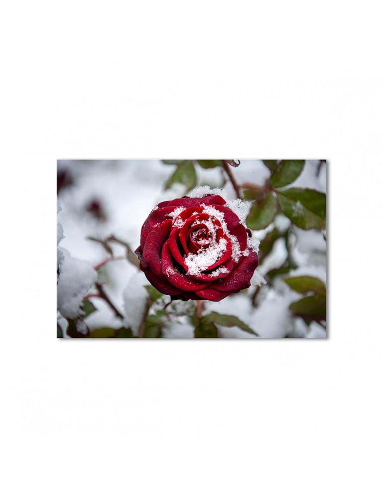Картина модульная Сердце розы в снегу 1 модуль 30х45 см
