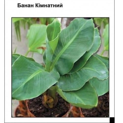 Семена цветов Банан комнатный Усадьба Центр 3 шт. (SZ-1081)