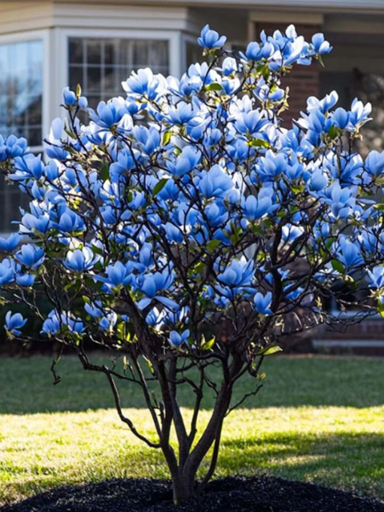 Магнолия Blue Opal (6762)