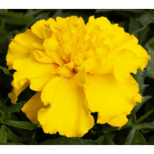 Насіння квітів Floranova Чорнобривці відхилені 50 шт. Happy Yellow (BN10989-3)