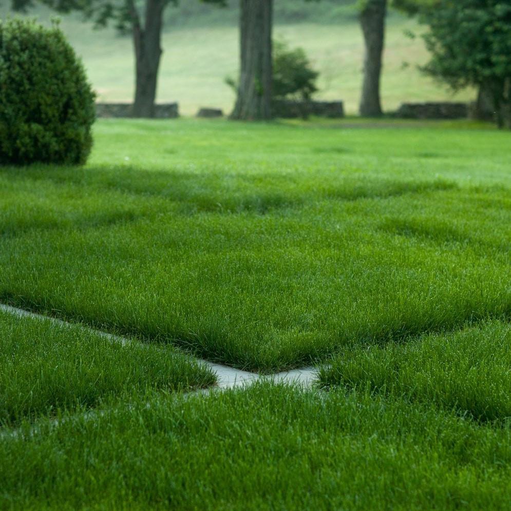 Насіння газонної трави GrassNature Тіньова 1 кг (24463212) - фото 3 Насіння газонної трави GrassNature Тіньова 1 кг (24463212) - фото 3