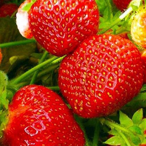 Сажанец Клубника Полка 5шт. поздний срок созревания (23398)