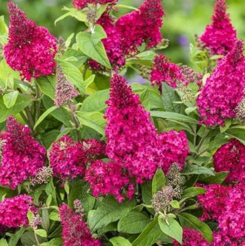 Будлея Давіда Butterfly Candy Little Ruby