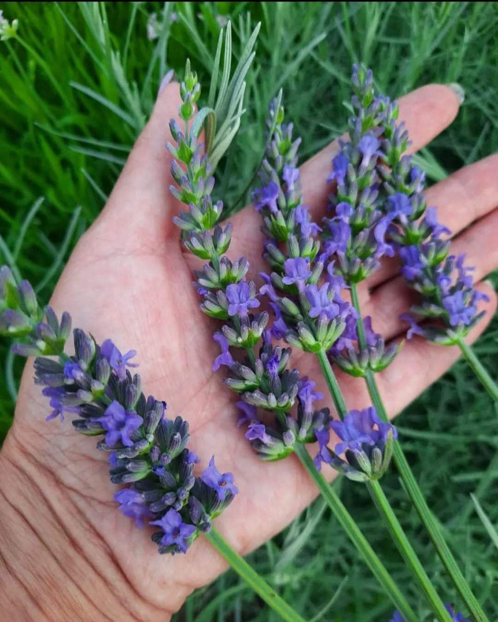 Саджанці Лаванда Sensational Сенсейшн (23470385) - фото 3 Саджанці Лаванда Sensational Сенсейшн (23470385) - фото 3