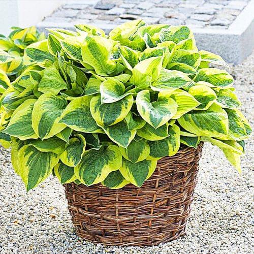 Хоста Florium Wide Brim (5283)