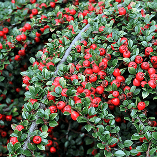 Саджанець Кизильника Корал Б'юті Coral Beauty Р9 (18295882)