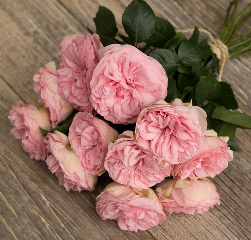 Роза Bridal Piano Чайно-гибридная (2669458572)