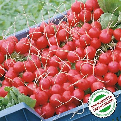 Семена Редис Florium Стелар F1 (15909) - фото 2