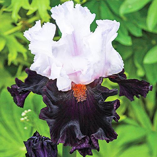 Ірис Starring Florium