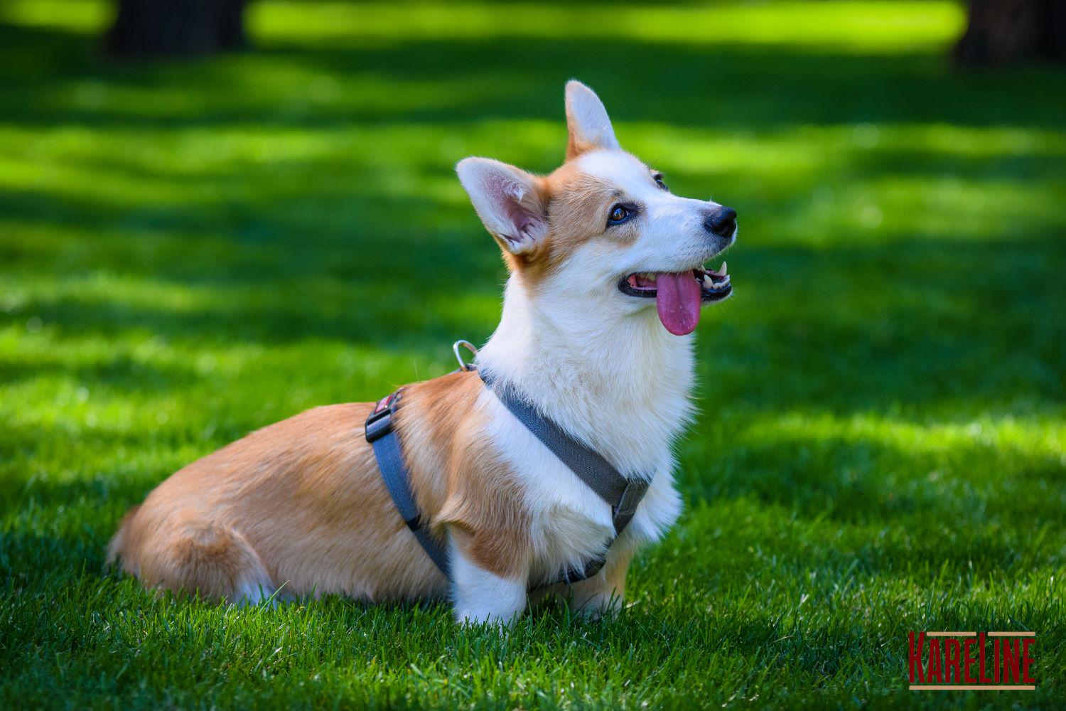 Шлея анатомическая KareLine из нейлона со светоотражающими элементами 25 мм А:340-540 мм В:470-690 мм Серый (0976/10) - фото 4