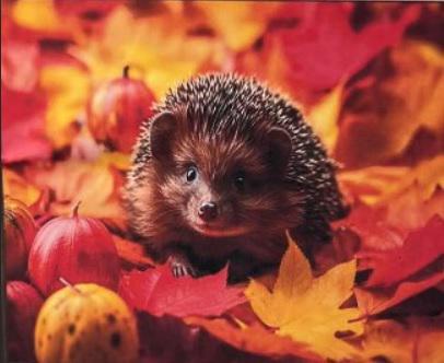 Набір для творчості алмазна картина Strateg Осінь у колючках SK88227 40x50 см (MTT-191789)