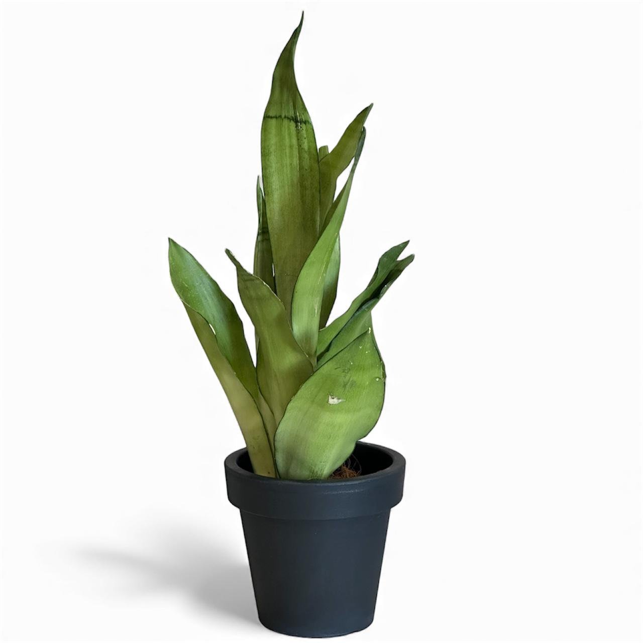 Сансивієра Муншайн 45 см (30863748)