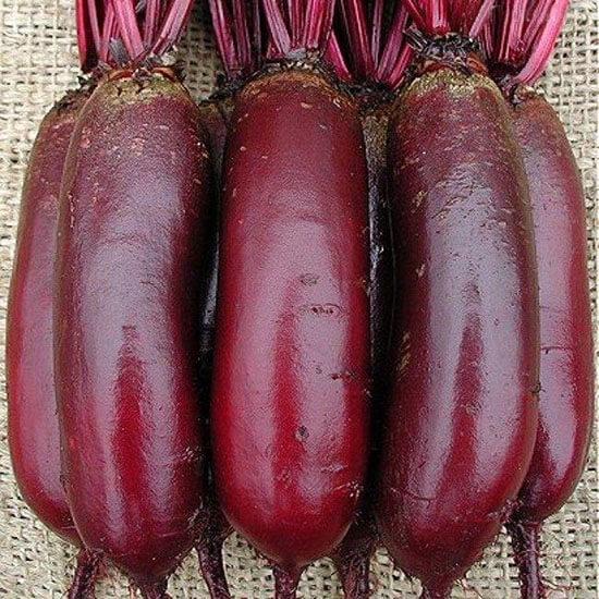 Семена Свекла Опольская 100 г ТМ Агроном ТД Гекса-Украина 01-19-049 (IR01135)