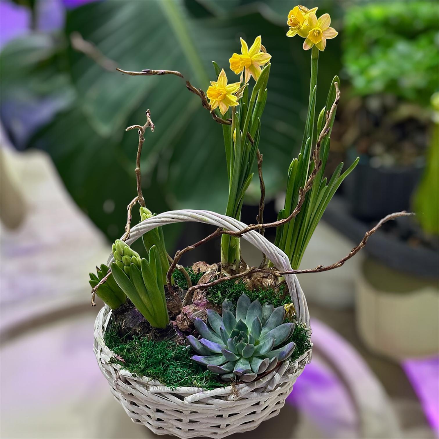 Композиція гіацинт та нарцис у кошику (32520757)