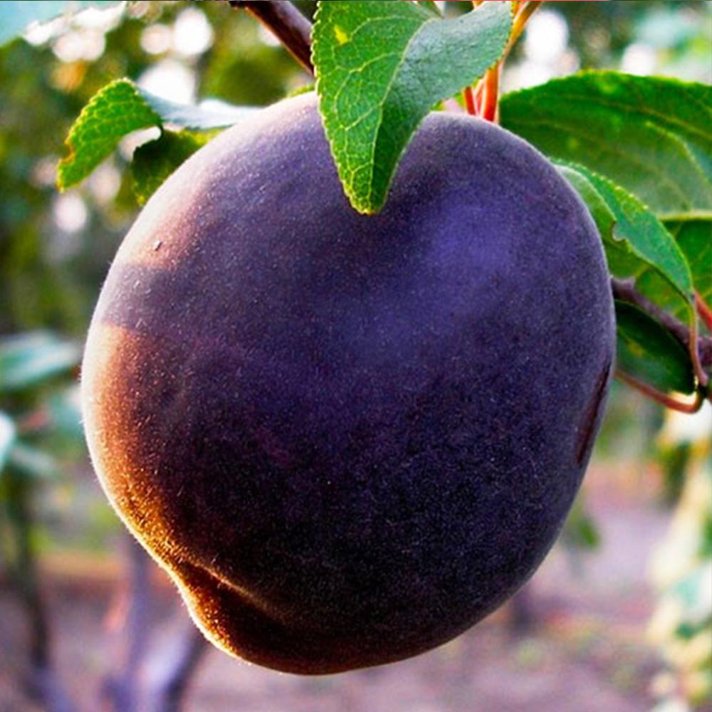 Саженец абрикоса Черный Бархат 1-летний (14965020)