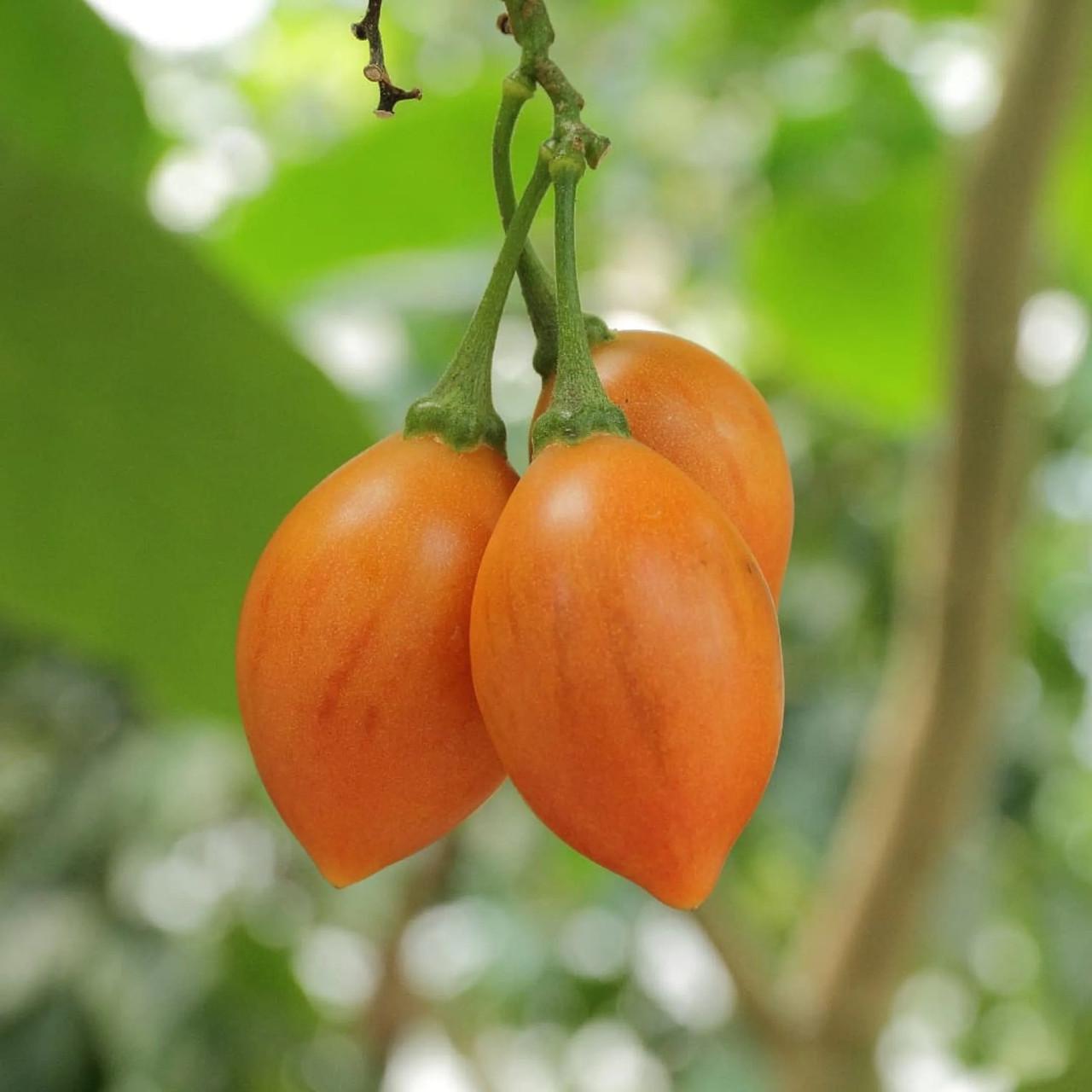 Насіння Cyphomandra Betacea Yellow Tamarillo Цифомандра 5 шт.