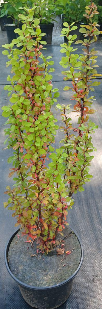 Барбарис колоновидний Тунберга Поввов (18351197)