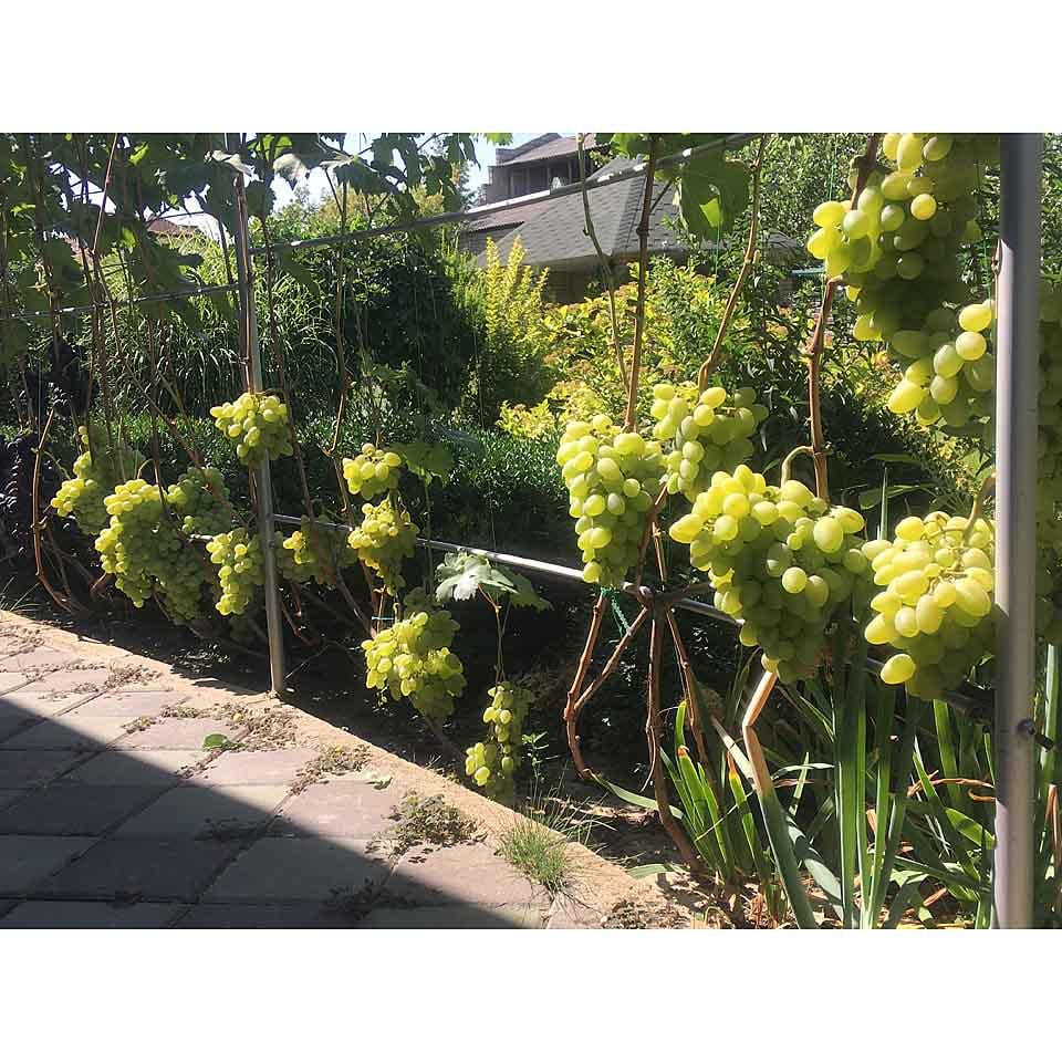 Опора для рослин шпалера садова 2800х3500 мм d 28 мм/d 12 мм (ШС-D28/D12-2800*3500) - фото 5 Опора для рослин шпалера садова 2800х3500 мм d 28 мм/d 12 мм (ШС-D28/D12-2800*3500) - фото 5