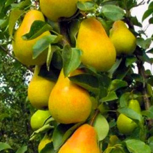 Саджанець Груша колоноподібна Медова (47075)