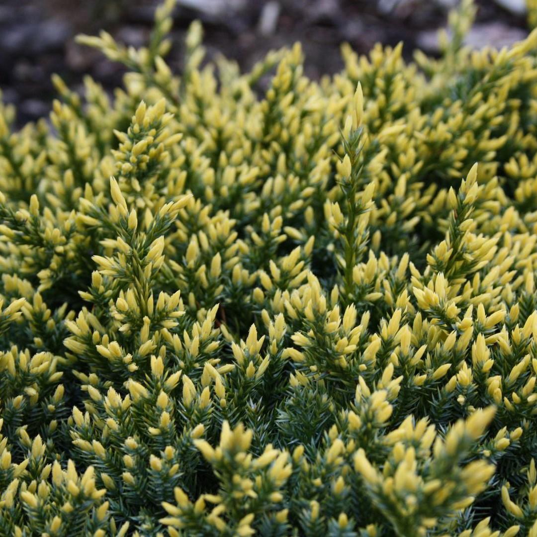 Саженец можжевельника чешуйчатого Juniperus squamata Dream Joy Р9 (645185500) - фото 4 Саженец можжевельника чешуйчатого Juniperus squamata Dream Joy Р9 (645185500) - фото 4