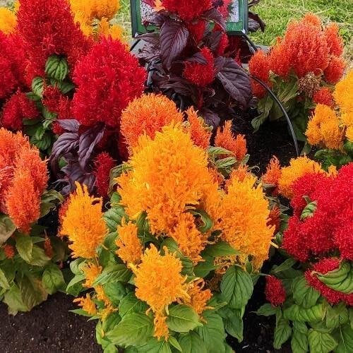 Семена цветов Целозия перистая Arrabona Full Mixture Hem Genetics 250 шт. (BN12457-2)