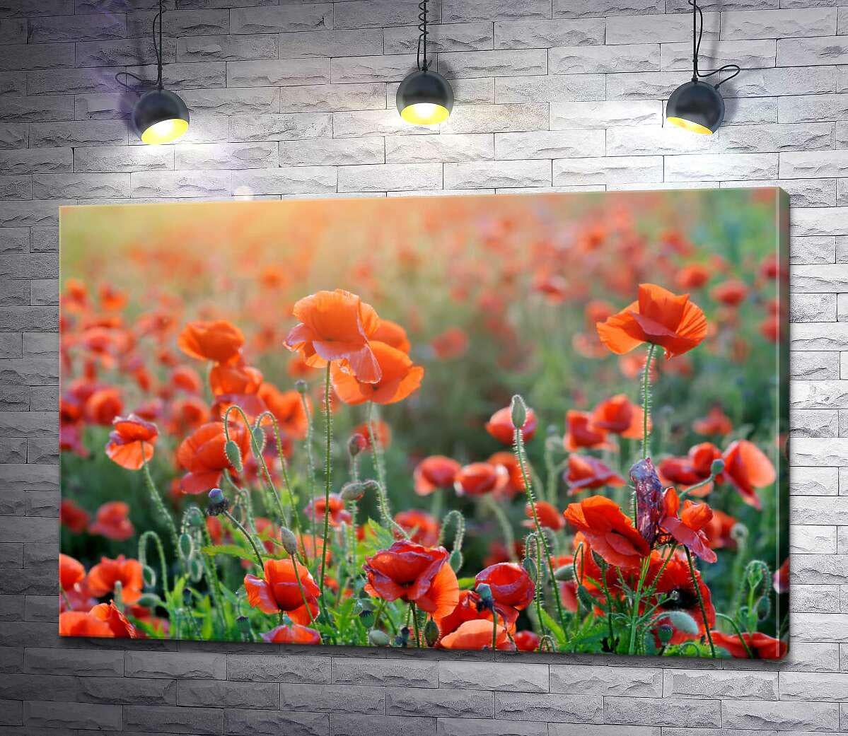 Картина ArtPoster Поле маков краснеет в горячих лучах солнца 50x33 см Модуль №1 (002882)