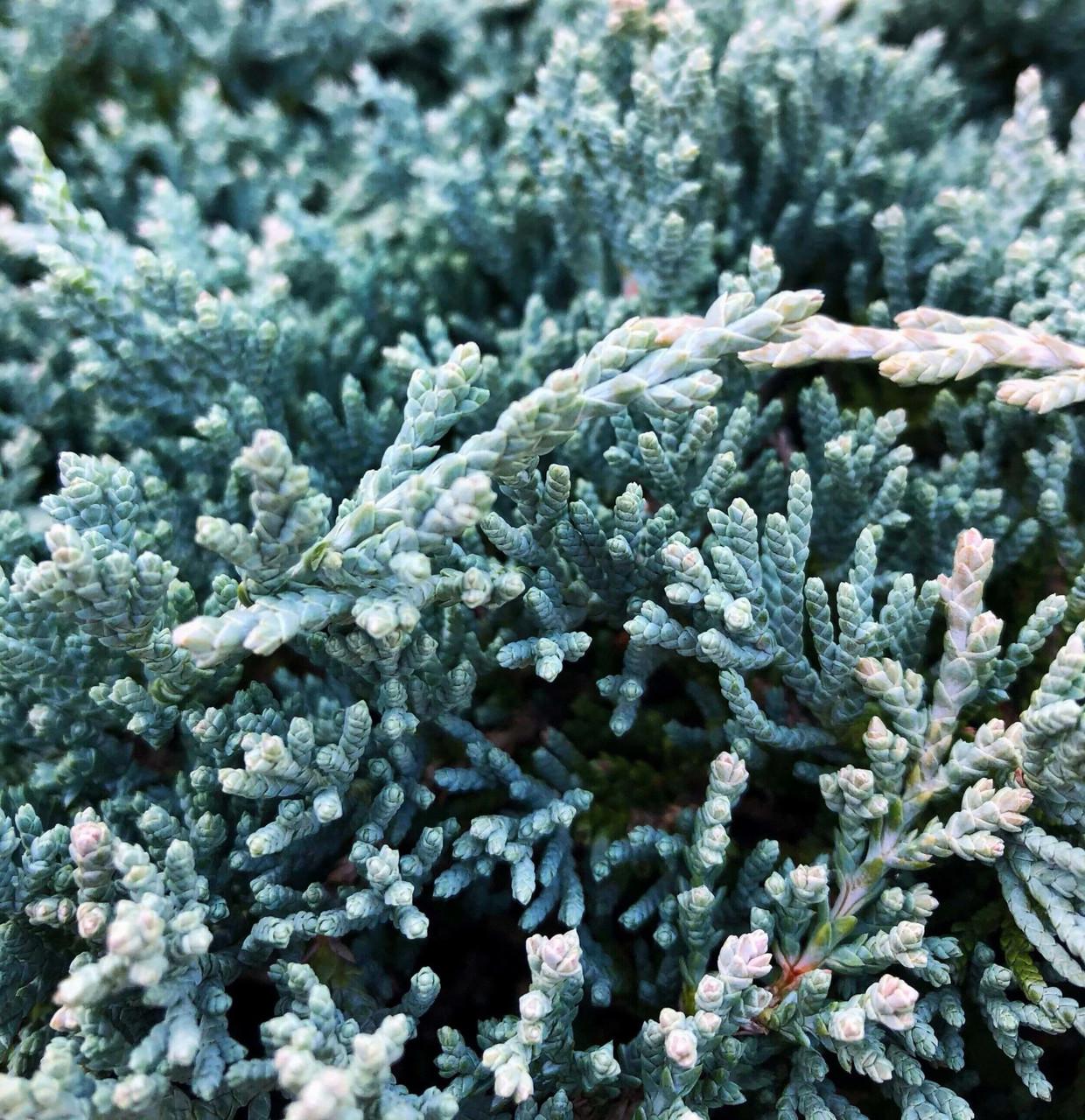 Саджанець ялівцю горизонтального Juniperus horizontalis Icee Blue Р9 (644866592) - фото 3 Саджанець ялівцю горизонтального Juniperus horizontalis Icee Blue Р9 (644866592) - фото 3