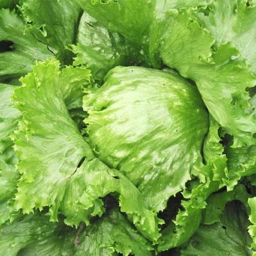 Семена Салат Florium Саладін (12383)