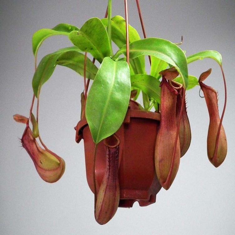 Насіння Непентесу комахоїдна рослина 5 шт.