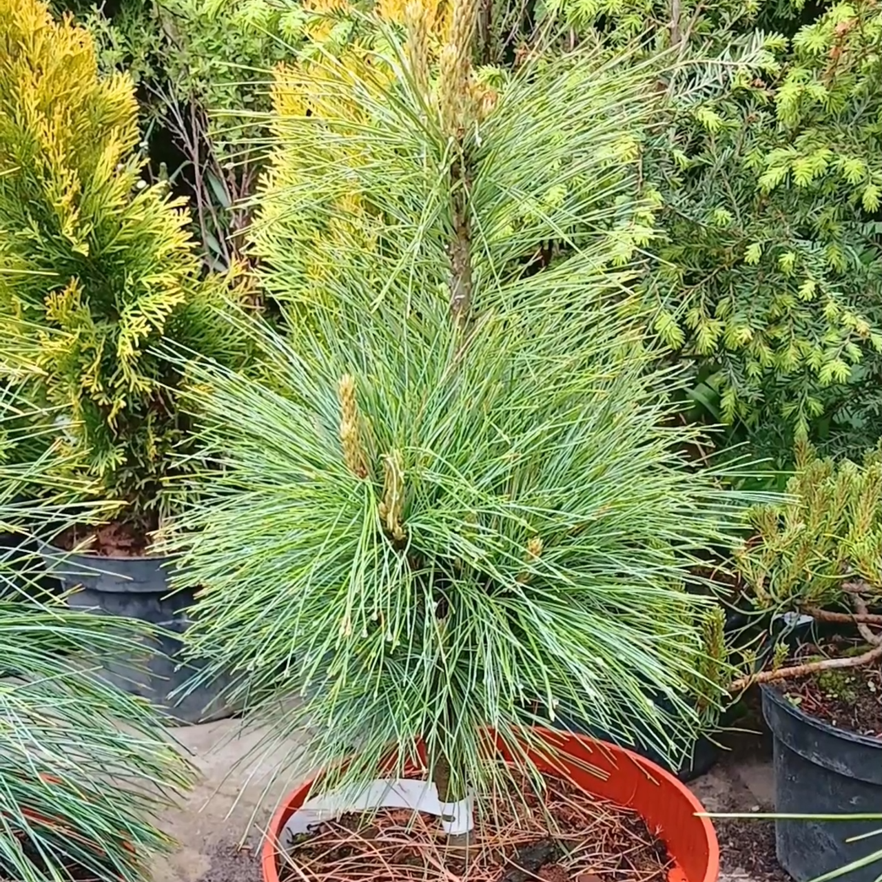 Сосна Шверина Витхорст 30-40 см (2616680633) - фото 2 Сосна Шверина Витхорст 30-40 см (2616680633) - фото 2