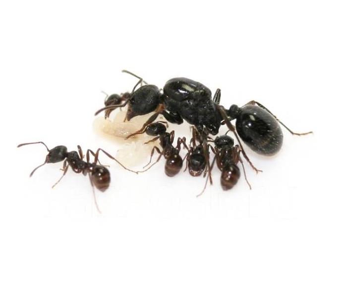 Колония муравьев жнецов Messor Structor и корм белковый/углеводный и фруктовый