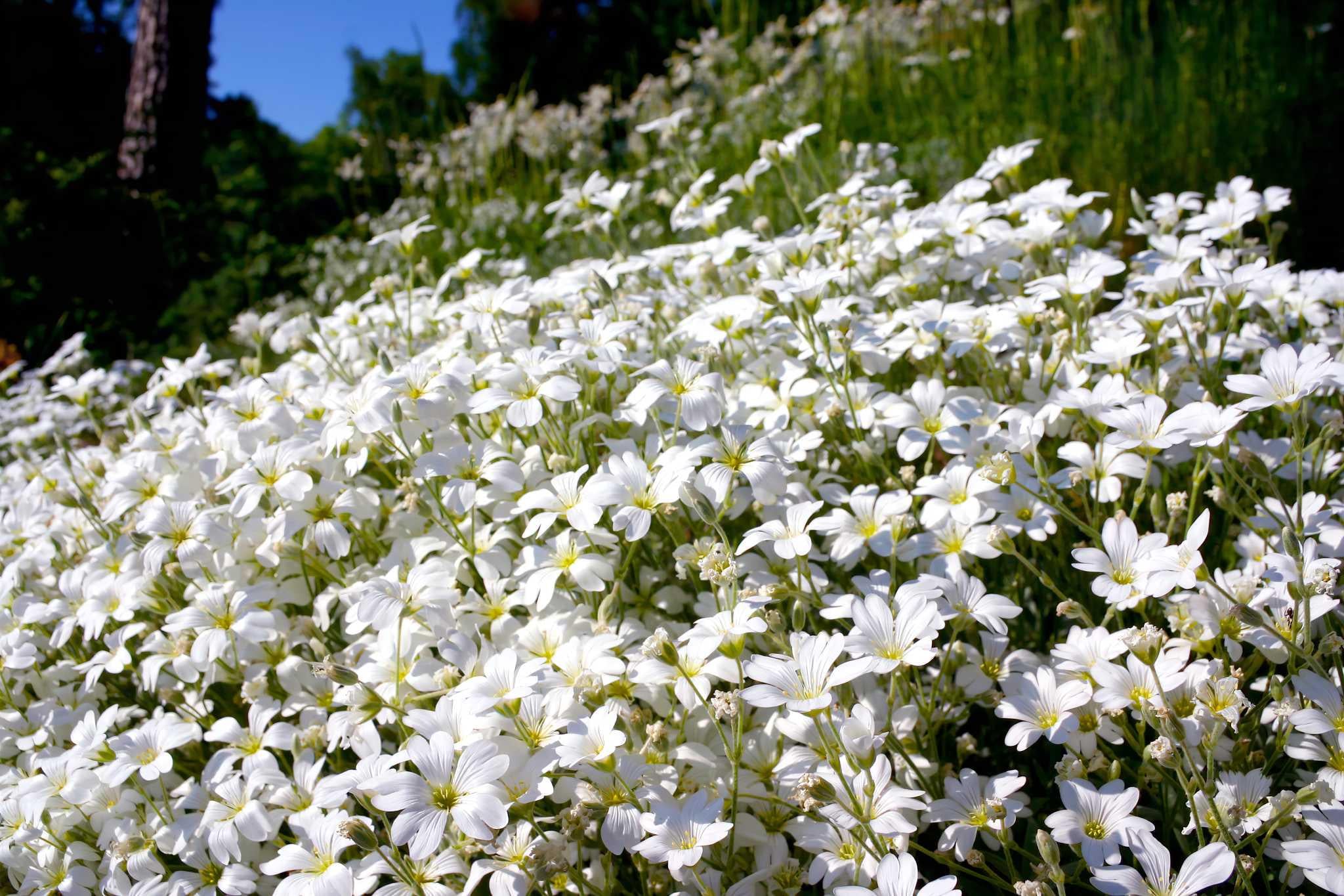 Роговик войлочный Ясколка войлочная Cerastium tomentosum 12 шт. (38288842)