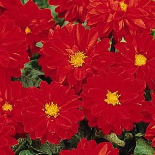 Семена цветов Георгина гибридная FIGARO RED SHADES PanAmerican 1000 шт. (BN00978)