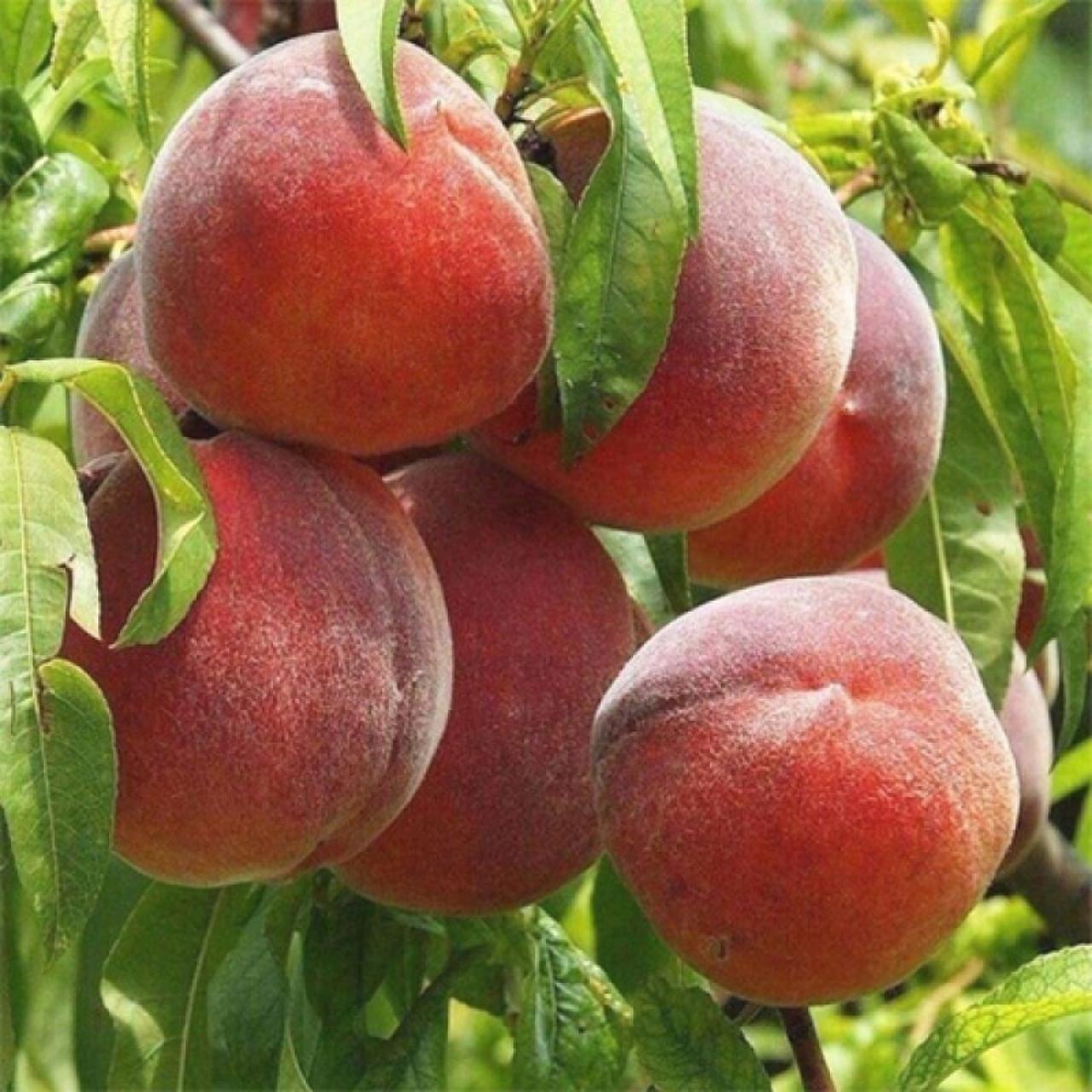 Саджанець персика Флемінг Ф'юр Пізній сорт (2098011060)