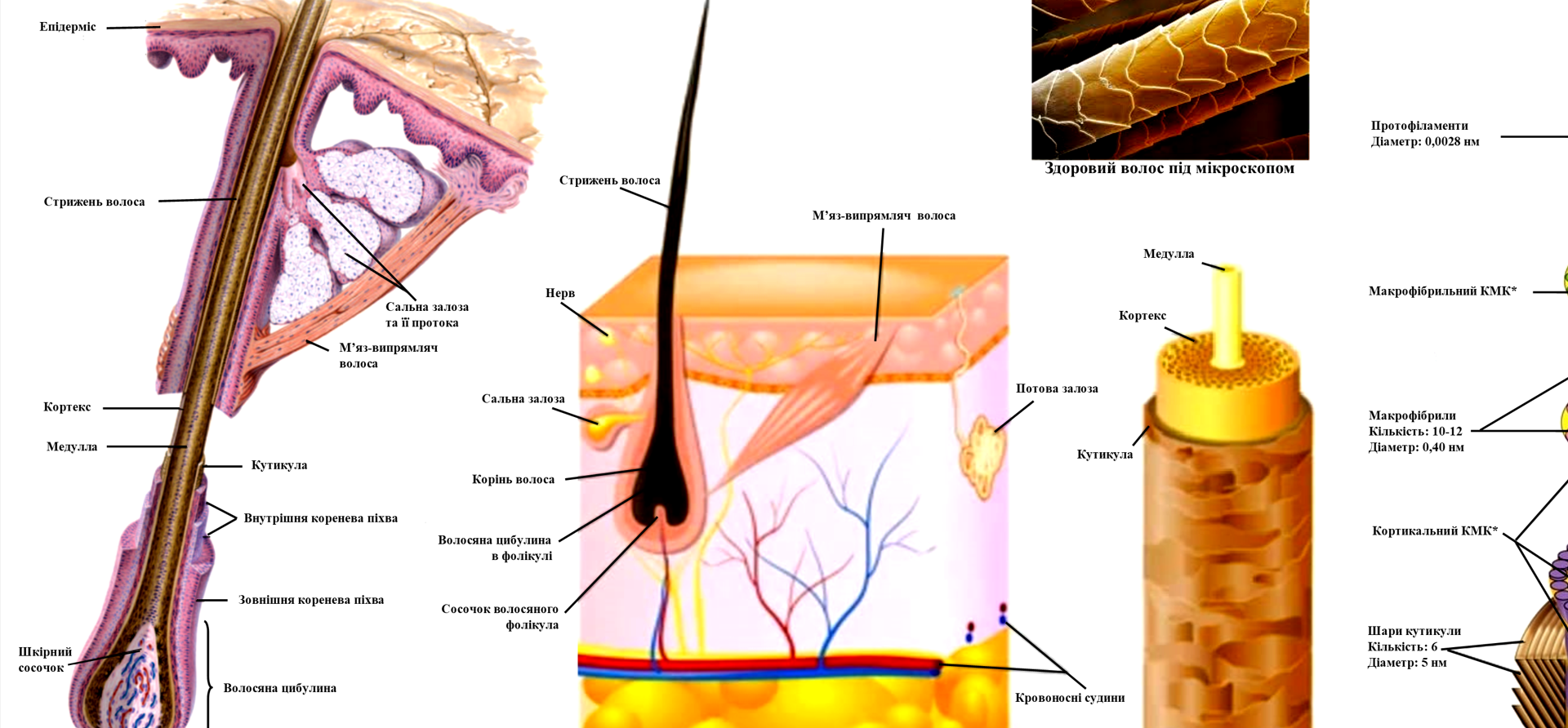 Плакат Анатомія волосся 50х64,5 см - фото 2