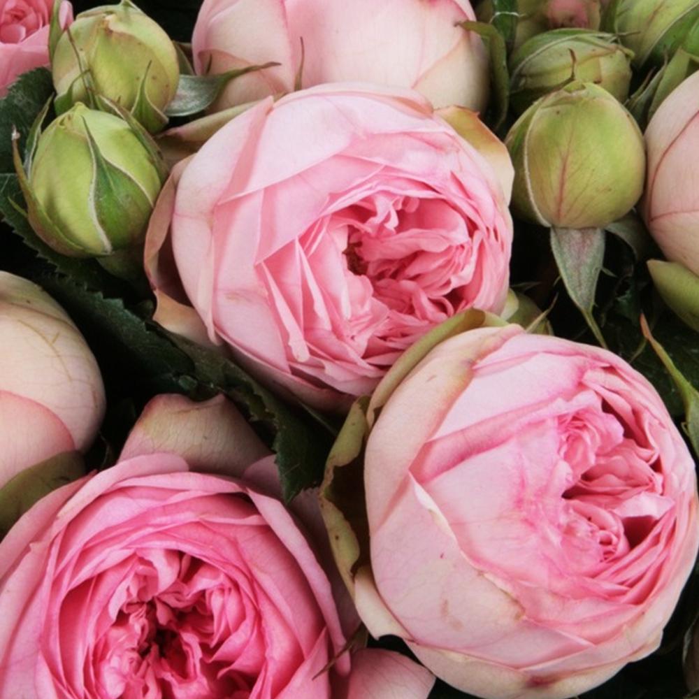 Саджанець англійських піоноподібних троянд Брайдал Піано (14965034)